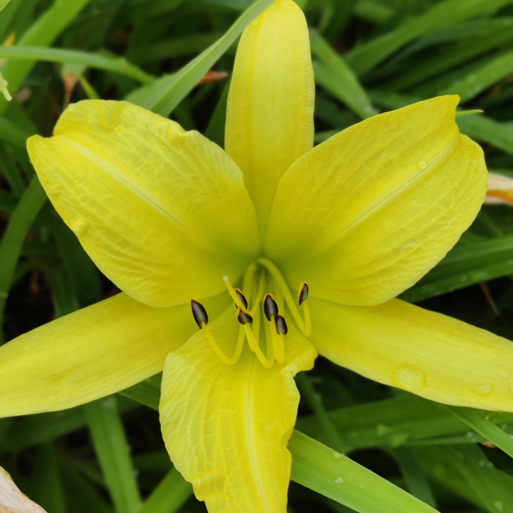 Meet your Posher, Ms. Kim